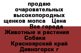 продаю очаровательных высокопородных щенков мопса › Цена ­ 20 000 - Все города Животные и растения » Собаки   . Красноярский край,Дивногорск г.